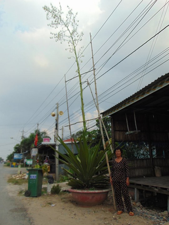 Đồng[-]Tháp:[-]Cây[-]kiểng[-]mỗi[-]ngày[-]cao[-]thêm[-]20cm,[-]kéo[-]người[-]hiếu[-]kỳ